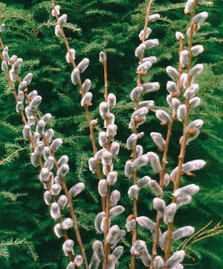 Salix Chaenomeloides